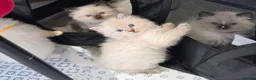 Ragdoll cats for sale: Ragdoll Kittens  in Newport - Advert 11