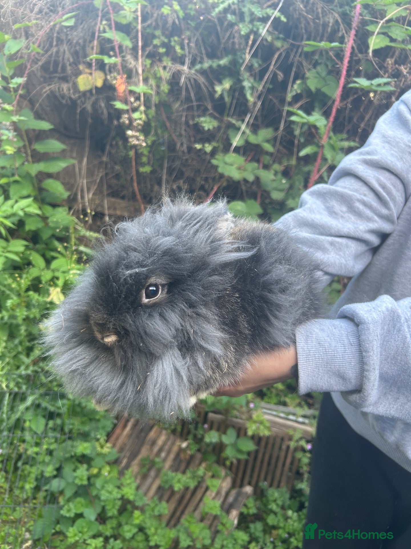 Mixed Breed rabbits Bunnies For Sale - Advert 1