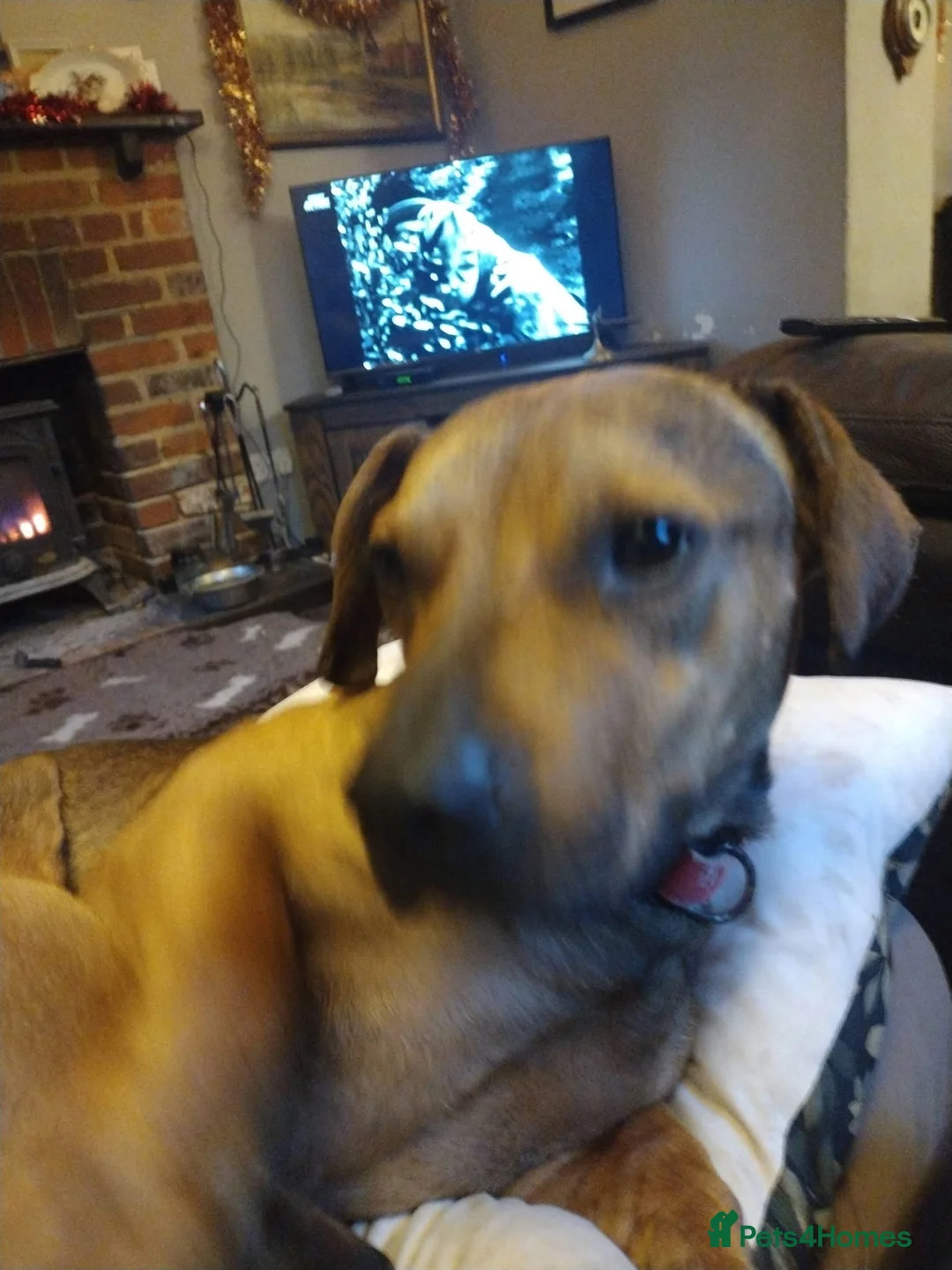 Mixed Breed dogs for adoption: Rescue boy Noodle is looking for his forever home - Advert 11