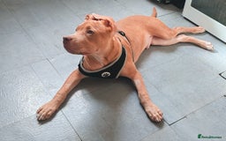 Mixed Breed dogs for sale: Adorable, loving 20 weeks young puppy's  - Image 12