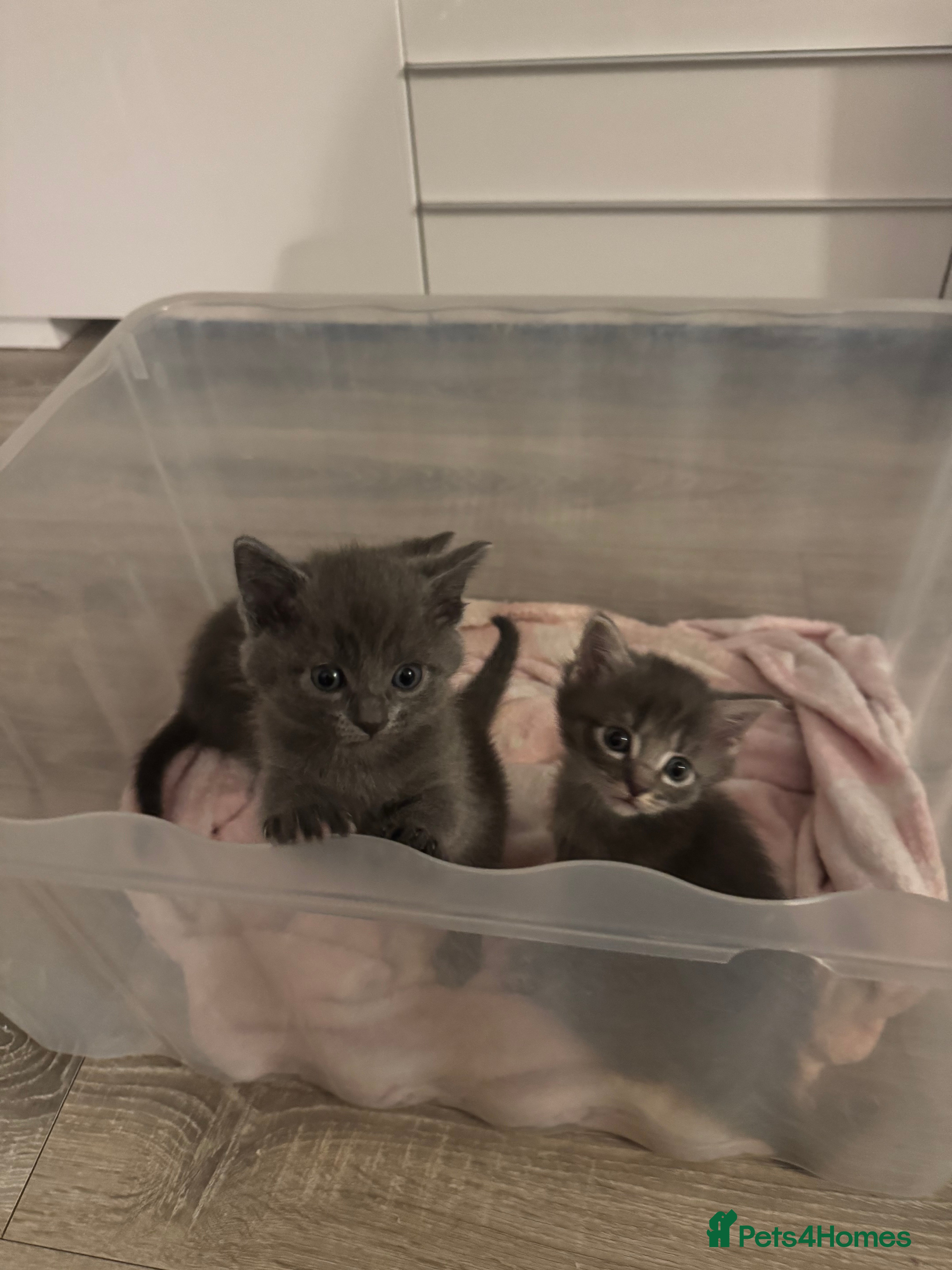 Mixed Breed cats 3 beautiful grey kittens  - Advert 2