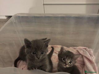 Mixed Breed cats 3 beautiful grey kittens - Advert 3