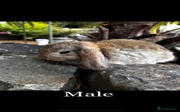 Mini Lop rabbits for sale: Ready Now Mini lops  - Image 2