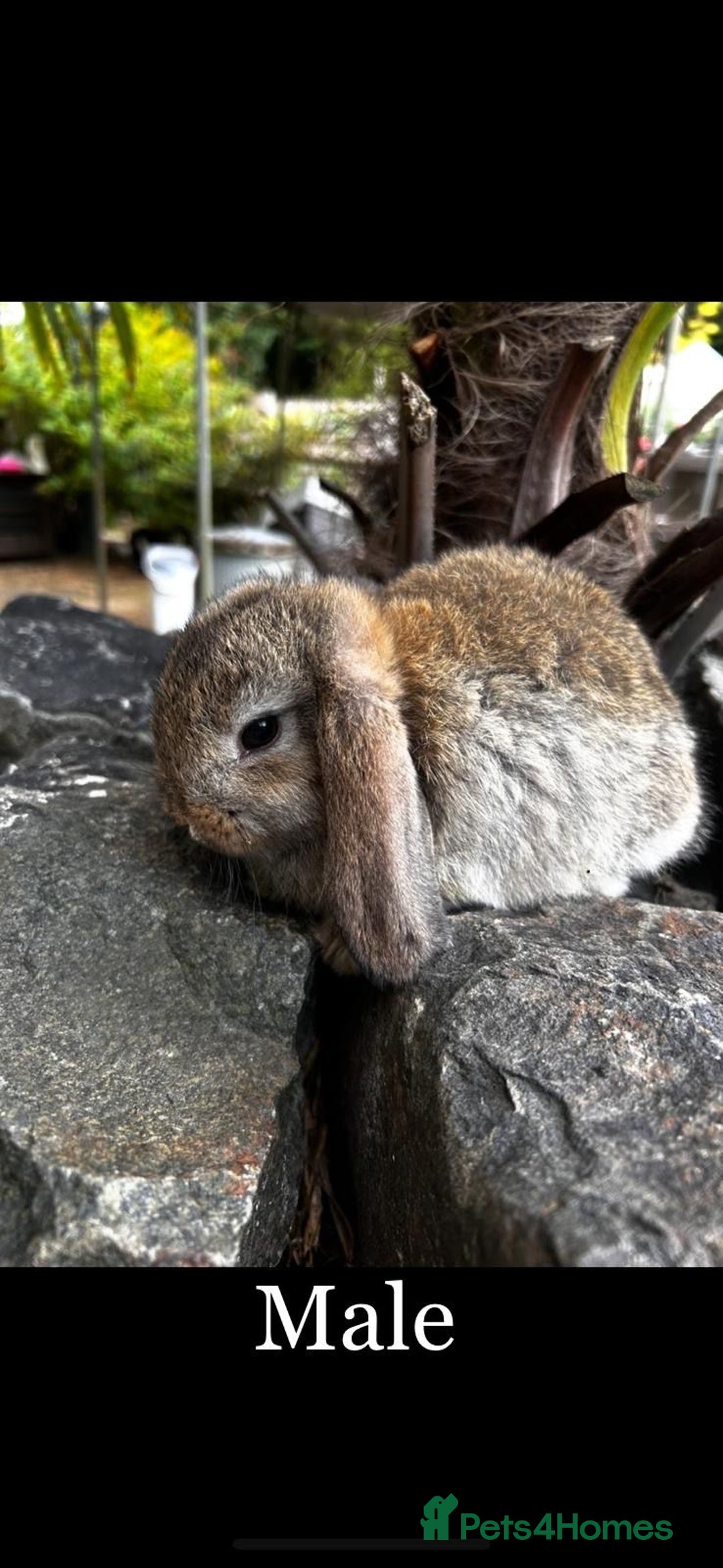 Mini Lop rabbits for sale: Ready Now Mini lops  - Image 2