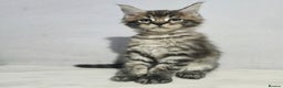 Maine Coon cats for sale: Mainecoon kittens tica registered  - Advert 13