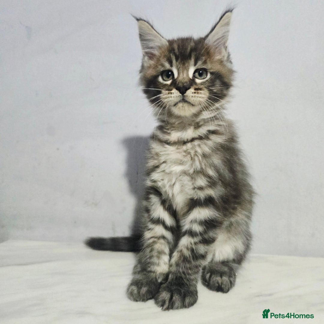 Maine Coon cats for sale: Mainecoon kittens tica registered  - Advert 13
