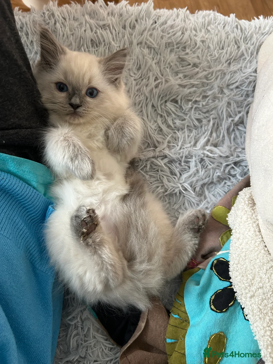 Ragdoll cats for sale: Cuddly gentle affectionate Ragdoll Female - Advert 4