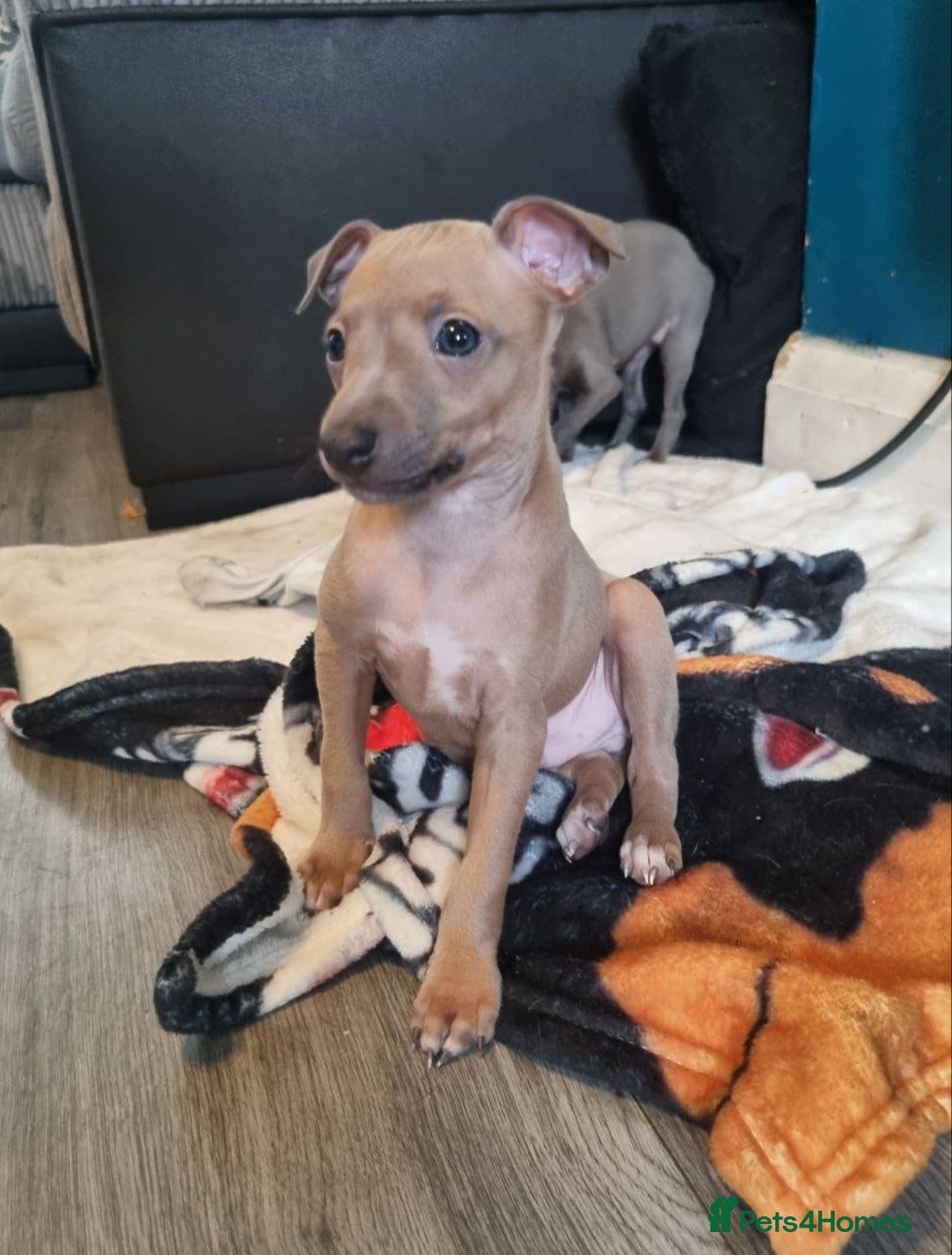 Italian Greyhound dogs for sale: Quality KC Registered Italian Greyhound puppies - Advert 10
