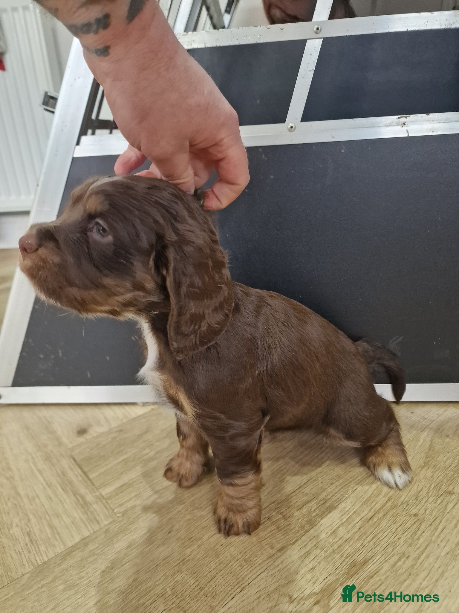 Cocker Spaniel dogs Last choc and tan working cocker spaniel girl - Advert 2