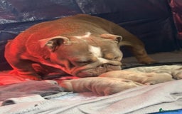 English Bulldog dogs for sale: 🐶🔥 English Bulldogs ready to go 🔥🐶 REDUCED!! - Image 11