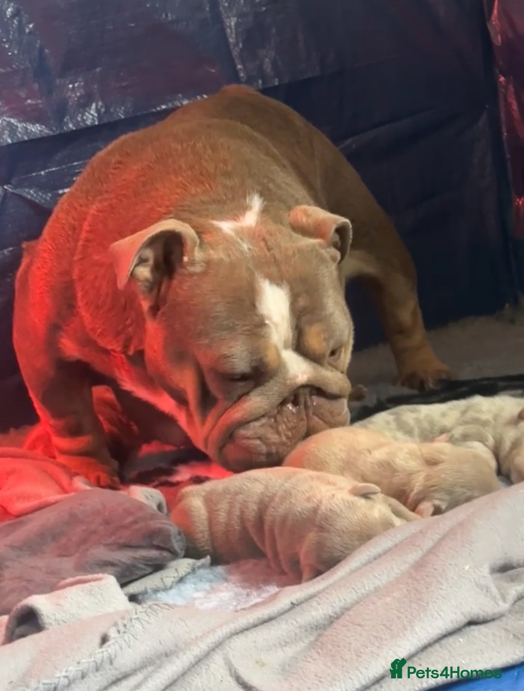 English Bulldog dogs for sale: 🐶🔥 English Bulldogs ready to go 🔥🐶 REDUCED!! - Image 11