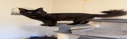 Maine Coon cats for sale: GCCF Maine coon Russian Import line👑 - Advert 15