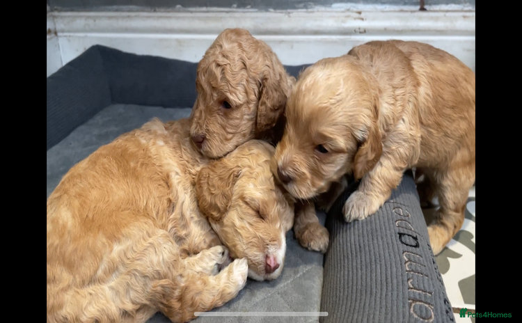 Cockapoo dogs - Advert 3