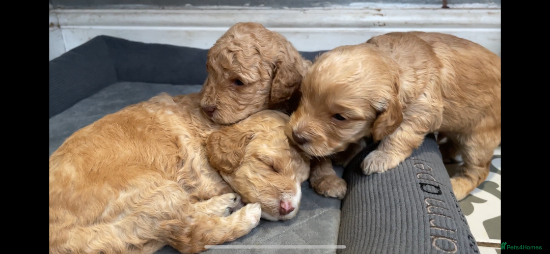 Cockapoo dogs for sale:  5⭐️ genetics F1b cockapoo apricot, chocolate - Image 1