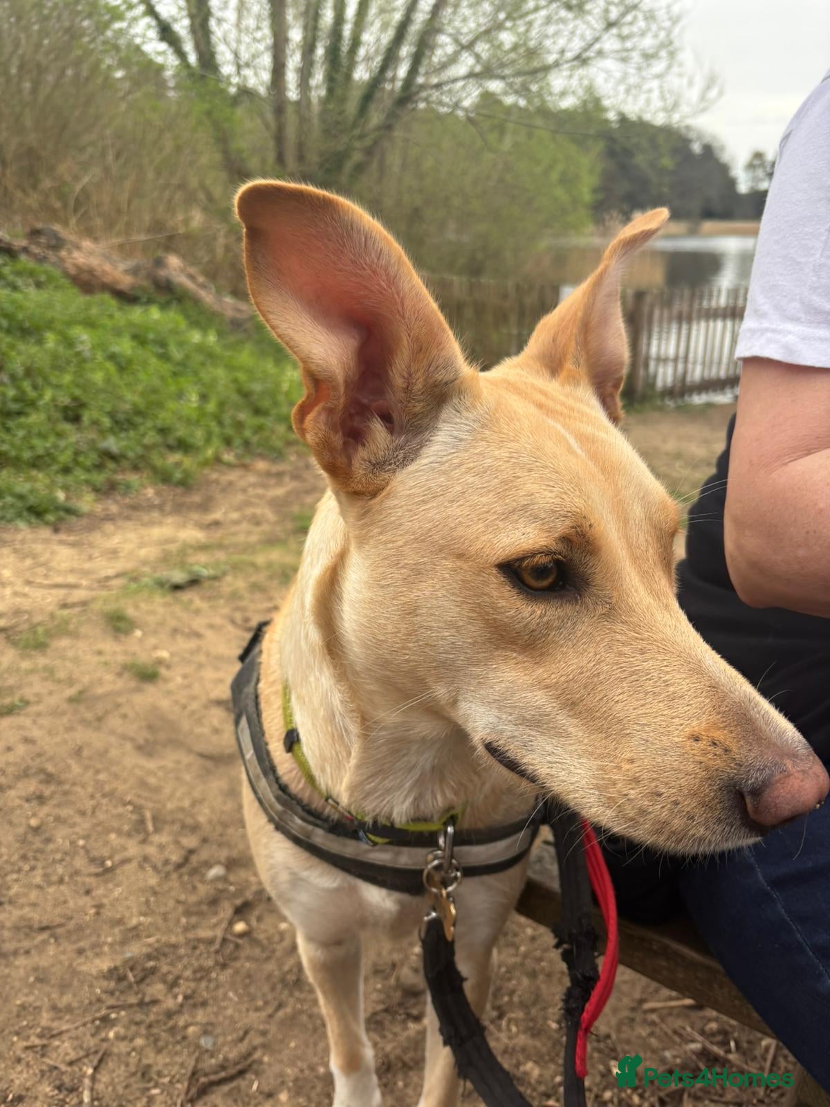 Mixed Breed dogs Blanca - the lovely Lab type girl - Advert 2