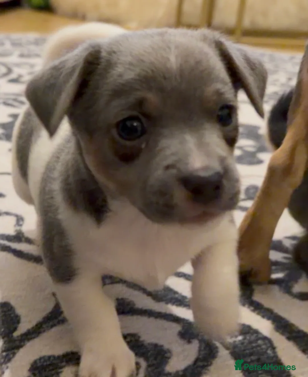 Jack Russell dogs for sale: Stunning blue and blue tri JRT pups - Advert 28