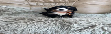Bernese Mountain Dog 8