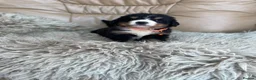 Bernese Mountain Dog dogs for sale: Stunning boys and girls - Advert 32