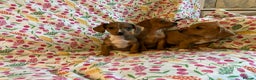 Mixed Breed dogs for sale: Miniature jack russel X Miniature dachshund  - Advert 2