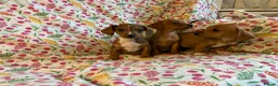 Mixed Breed dogs for sale: Miniature jack russel X Miniature dachshund  - Advert 2