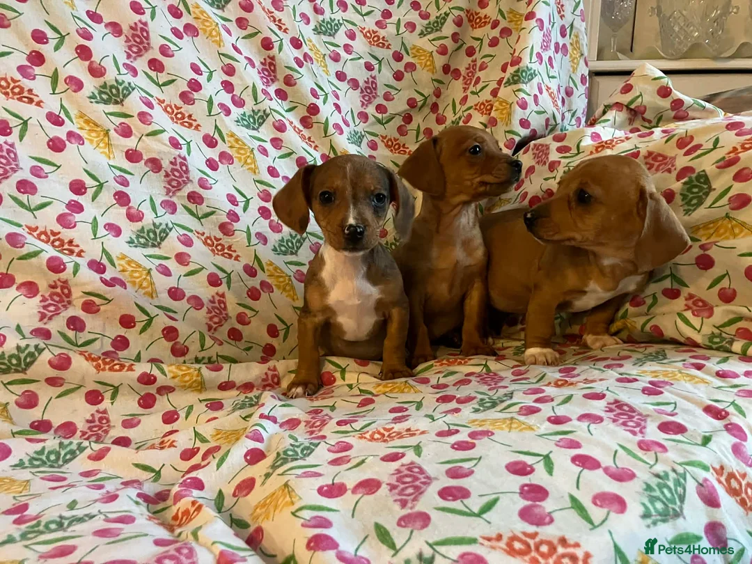 Mixed Breed dogs for sale: Miniature jack russel X Miniature dachshund  - Advert 2