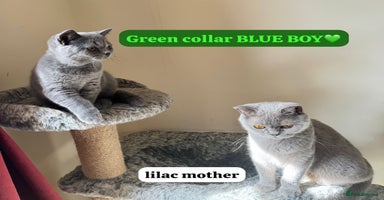 British Shorthair cats - Advert 6