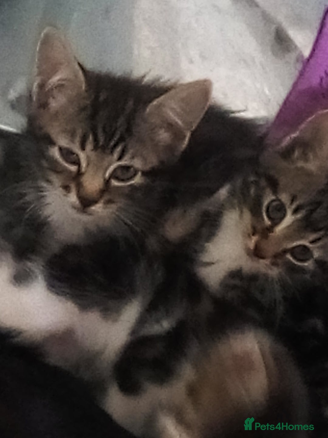 Mixed Breed cats for sale: Pretty kittens - Image 3