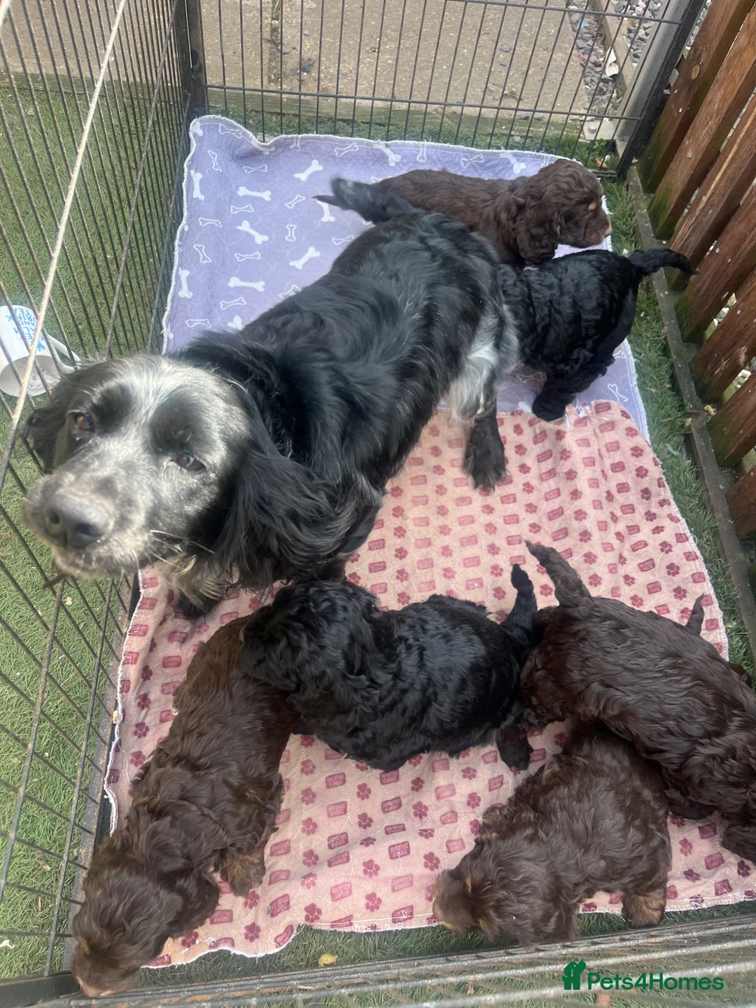 Cockapoo dogs for sale: F1 Cockapoo puppies - Advert 7