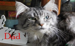 Maine Coon cats for sale: FABULOUS FLUFFY PEDIGREE MAINE COON KITTENS - Image 23