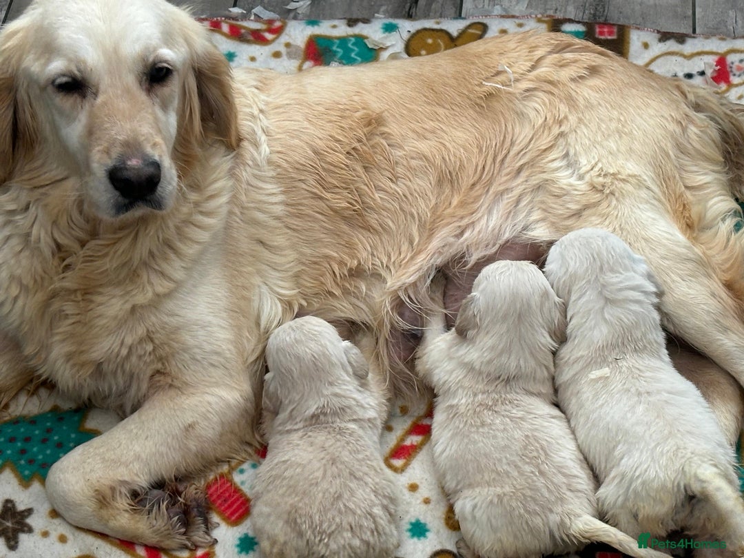 Golden Retriever dogs for sale: 🐾 Adorable 5-Week-Old Golden Retriever Puppies 🐾 - Image 2