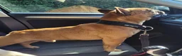 French Bulldog dogs for stud: MOOSE 🫎 KC registered + Silver FBCE  - Advert 5