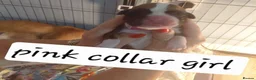 Boxer dogs for sale: Mr simon lee - Advert 4