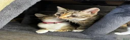Mixed Breed cats for sale: RAGDOLL X TABBY - Advert 11