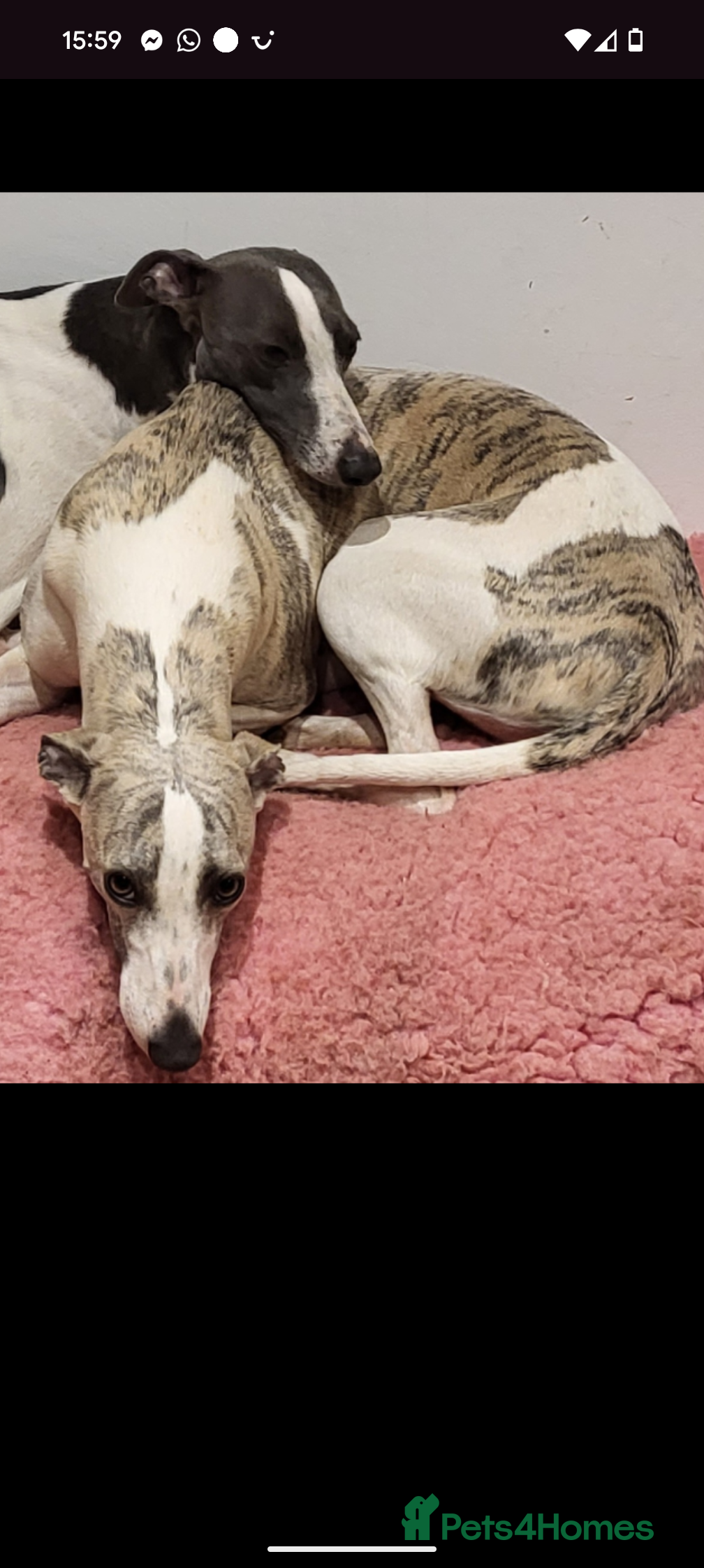 Whippet dogs Gorgeous kc registered whippet puppies  - Advert 7