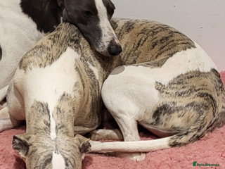 Whippet dogs Gorgeous kc registered whippet puppies - Advert 7