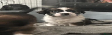puppy 1