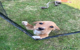Cockerdor dogs for sale: Perfect Cockerdor Puppies- Tiny Lab like in Pickering - Image 11