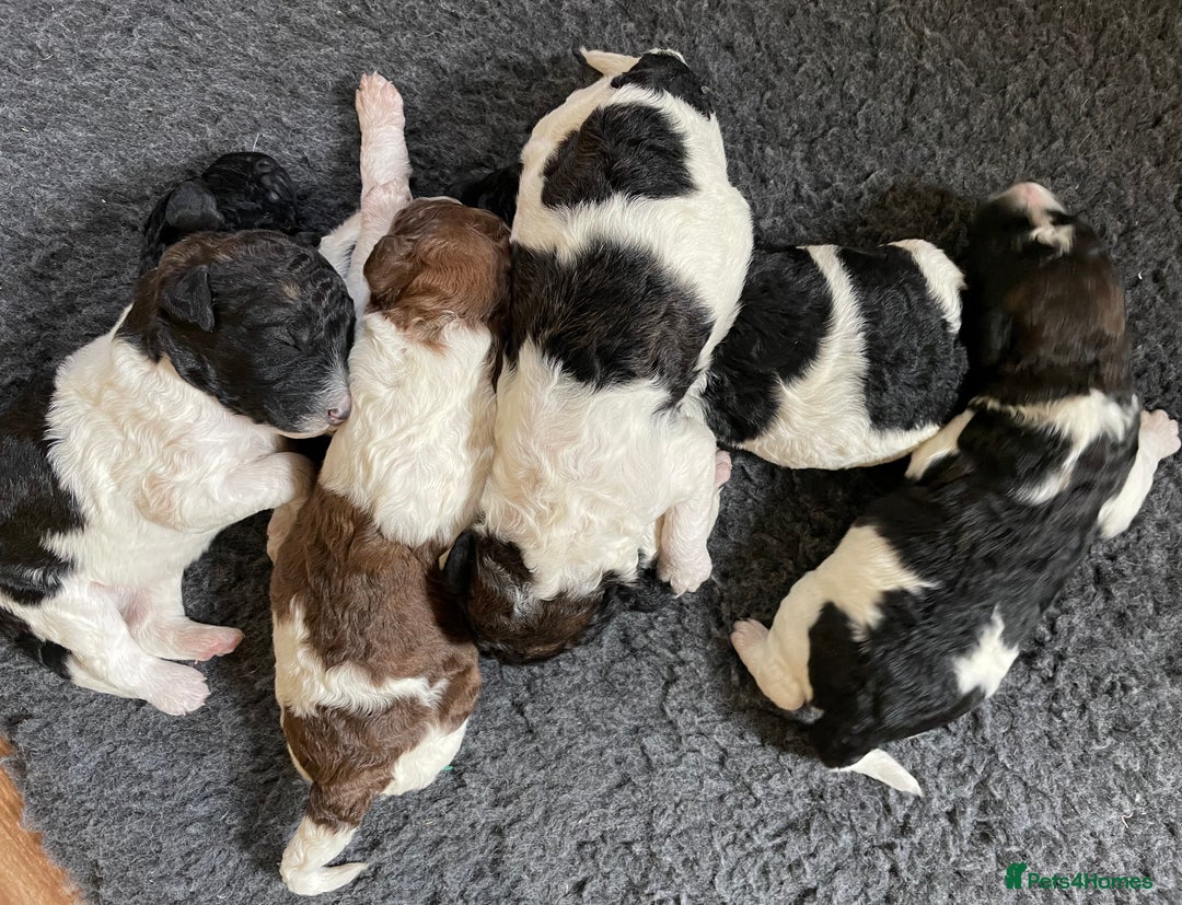 Saint Bernard dogs for sale: St Berdoodle (Saint Bernard standard Poodle) - Image 4
