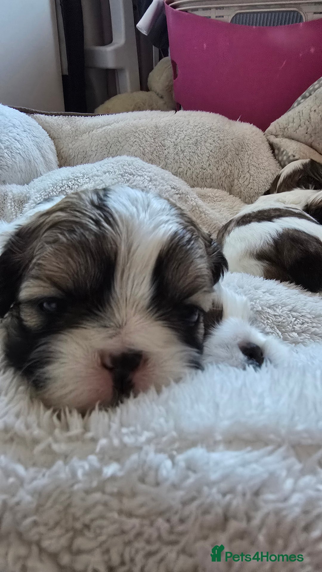 Shih Tzu dogs for sale: Shih Tzu puppies for sale  - Advert 11
