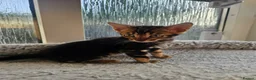 Bengal cats for sale: Bengal Kittens(Marble and Snow bengal available) - Advert 3