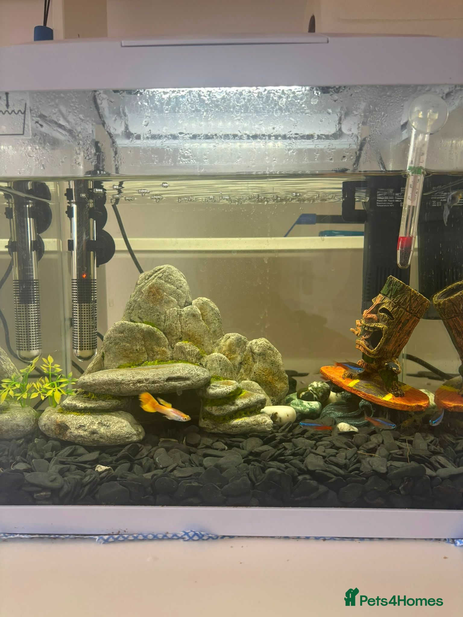 Tetras fish Beautiful Aquarium with Guppies & Tetras - Advert 3
