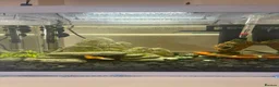Tetras fish for sale: Beautiful Aquarium with Guppies & Tetras - Advert 1