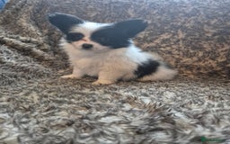 Papillon dogs for sale: Papillion puppys - Image 8