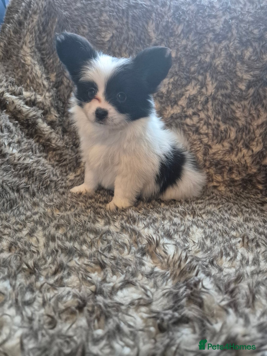 Papillon dogs for sale: Papillion puppys - Image 8