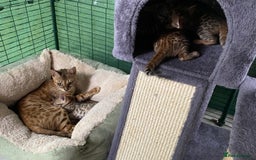Bengal cats for sale: Health Tested TICA 🩷Bengal female kittens  - Image 8