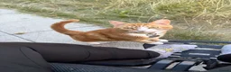 Mixed Breed cats for sale: Marla  - Advert 31