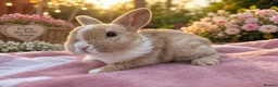 Mini Lop rabbits for sale: Two beautiful mini plush lop  - Advert 4