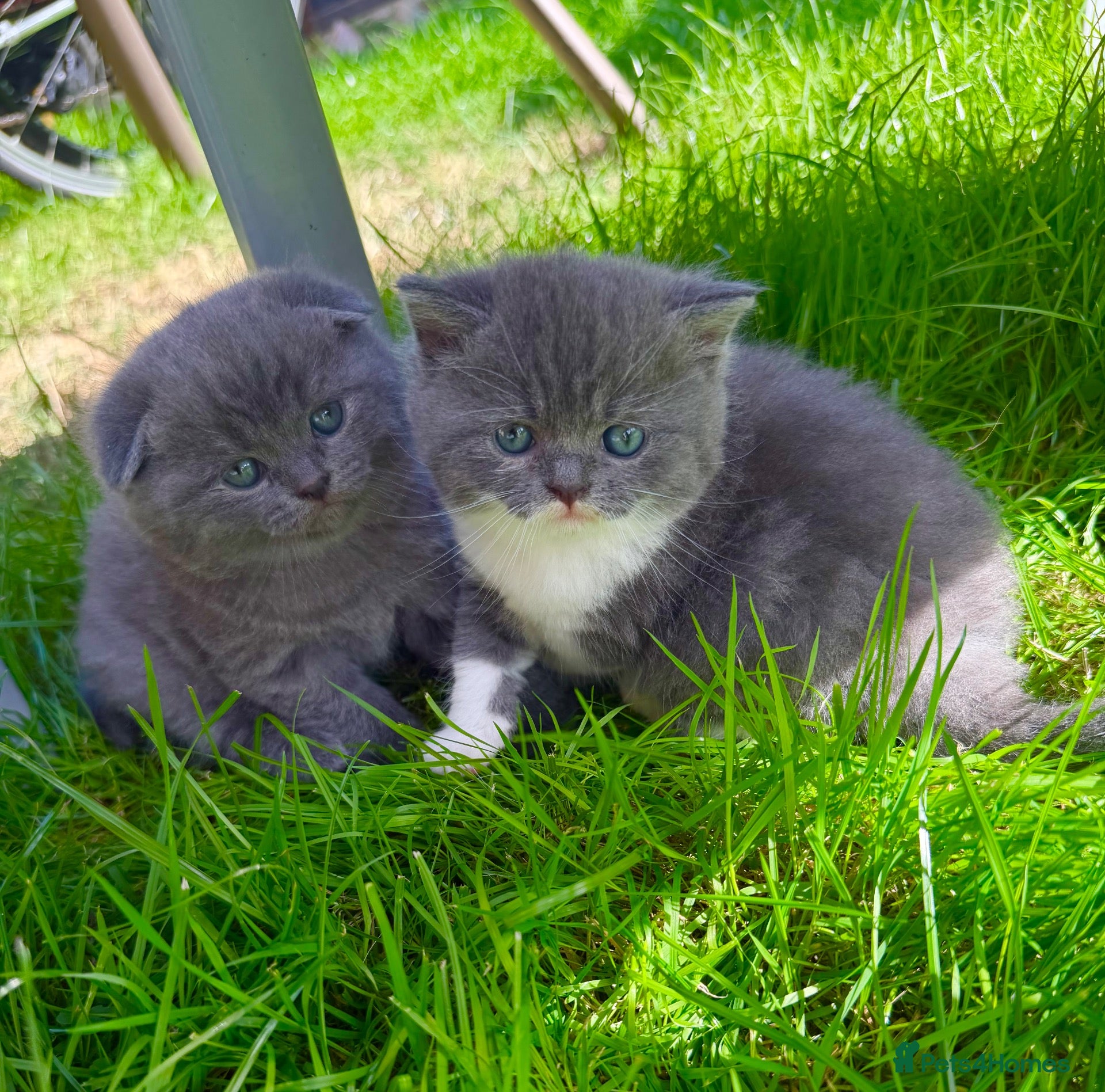British Shorthair cats British shorthair  - Advert 2