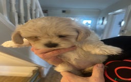 Shihpoo dogs for sale: Shihpoo puppies - Image 4