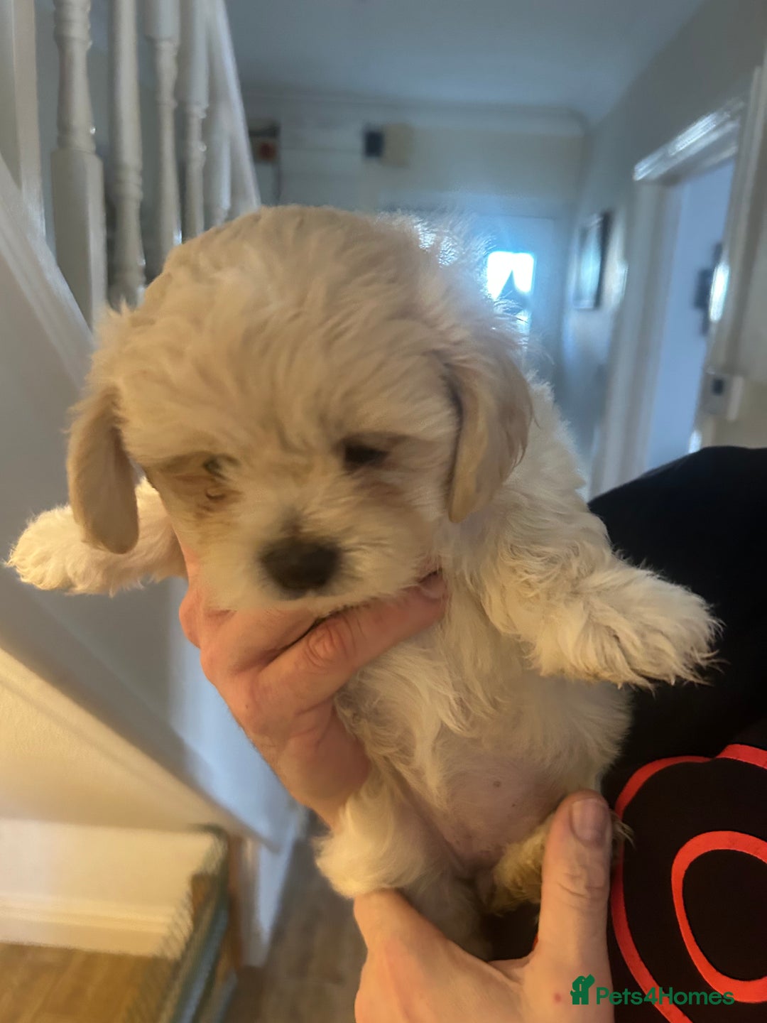 Shihpoo dogs for sale: Shihpoo puppies - Image 4